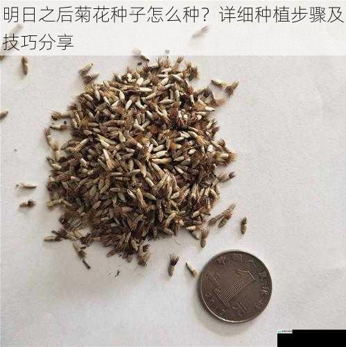明日之后菊花种子怎么种？详细种植步骤及技巧分享