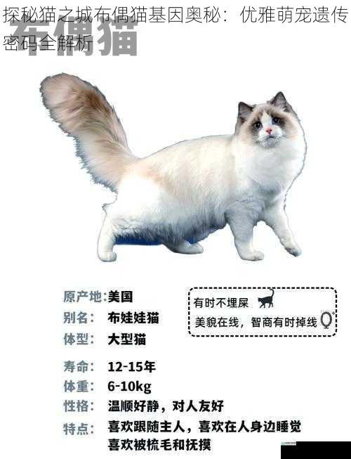 探秘猫之城布偶猫基因奥秘：优雅萌宠遗传密码全解析