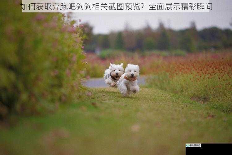 如何获取奔跑吧狗狗相关截图预览？全面展示精彩瞬间